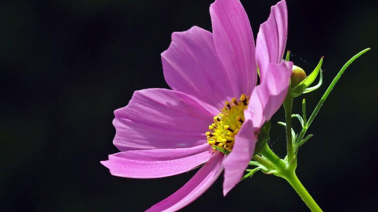 cosmea coltivazione corretta