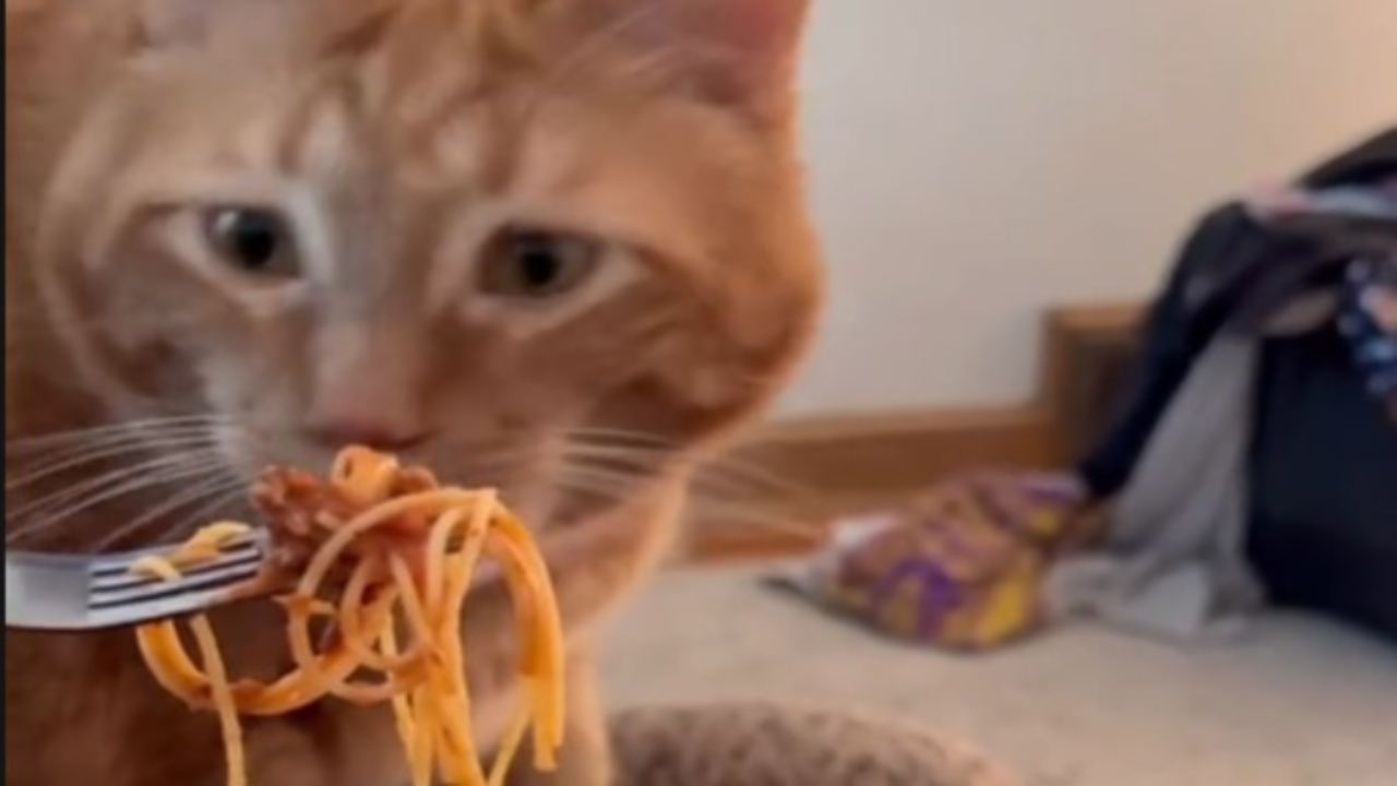 Cosa succede se provi a dare spaghetti al pomodoro al tuo gatto