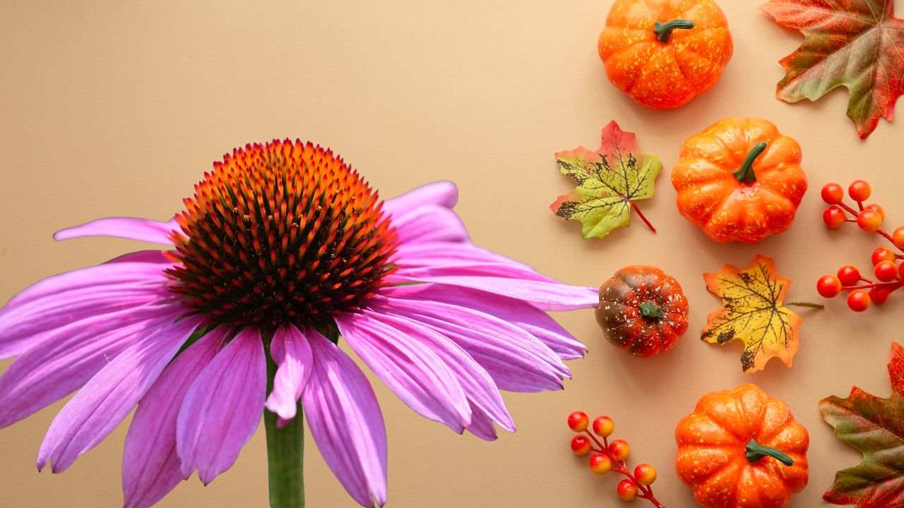 echinacea autunno utilizzo