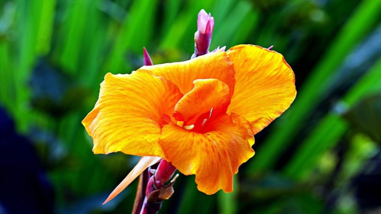 suggerimenti per la coltivazione della canna indica