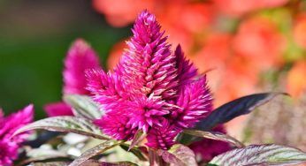 Celosia, tra le piante più colorate in assoluto: come tenerla in casa