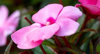Impatiens Nuova Guinea, la pianta da fiore che non teme il pollice nero