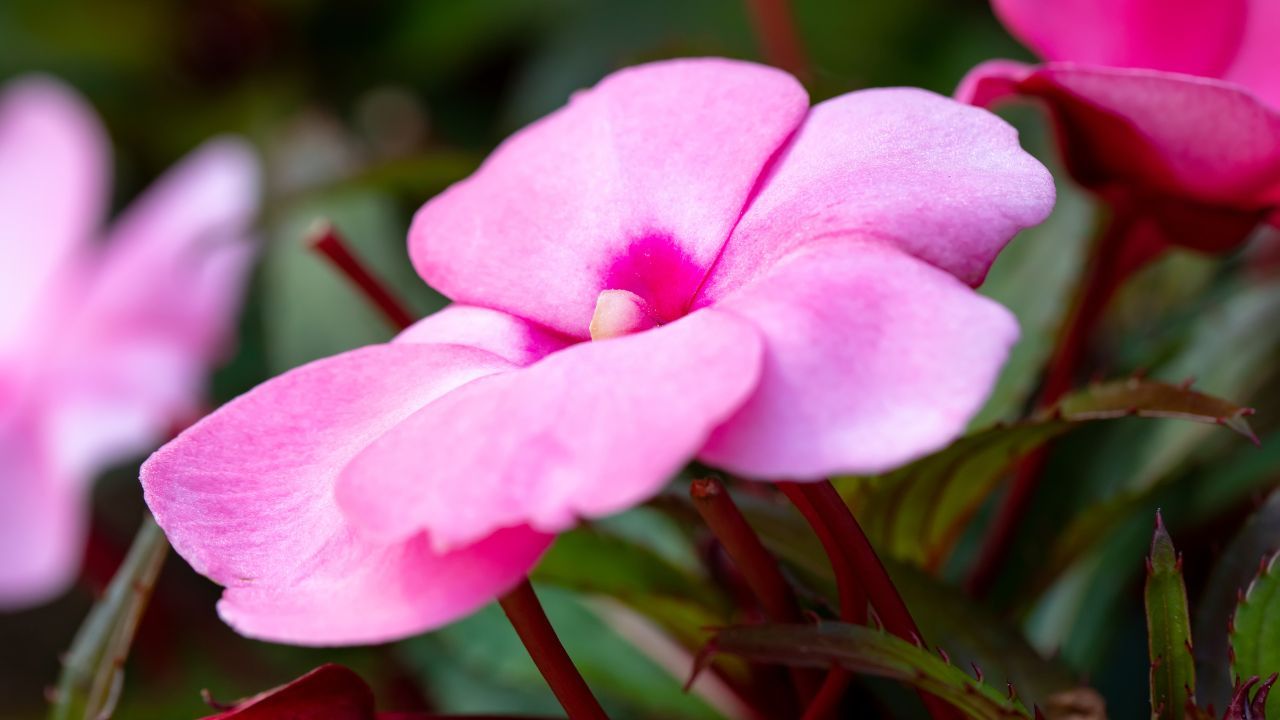 impatiens nuova guinea consigli