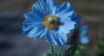 Fiori blu, un regalo perfetto: la lista dei nomi