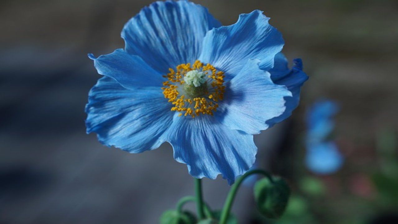 una fantastica lista di fiori blu