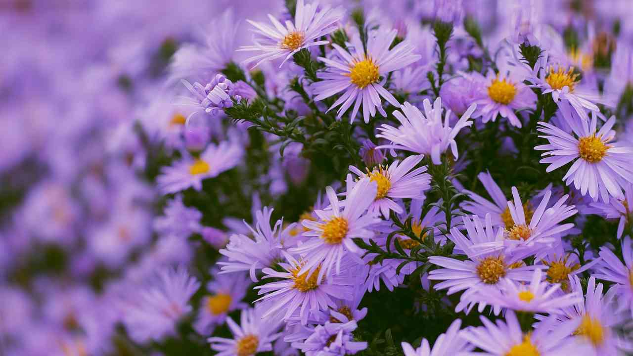 aster fiori lilla