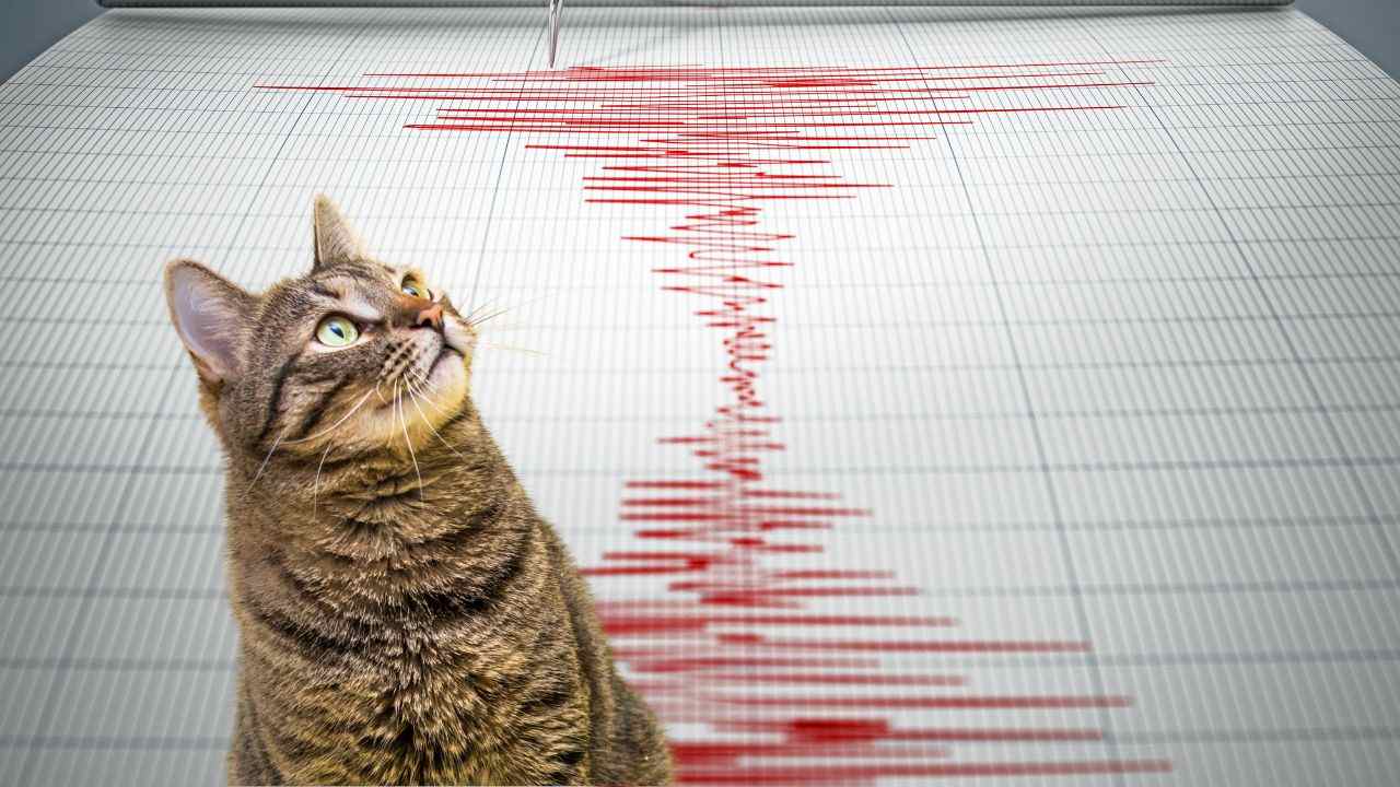 gatti sentono terremoto