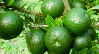Il limone è verde e non matura, cosa occorre fare per rimediare