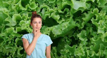 Prima di seminare la lattuga in autunno, non dimenticare di farlo per avere ortaggi vigorosi