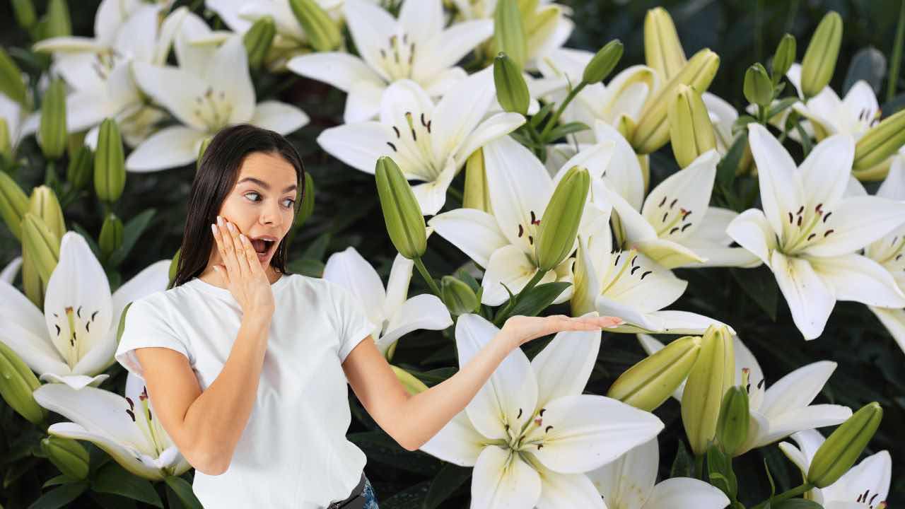 lilium cura