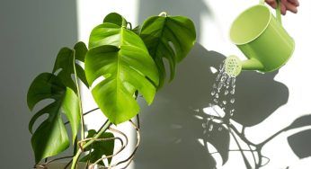 Monstera deliciosa, come farla sopravvivere in appartamento