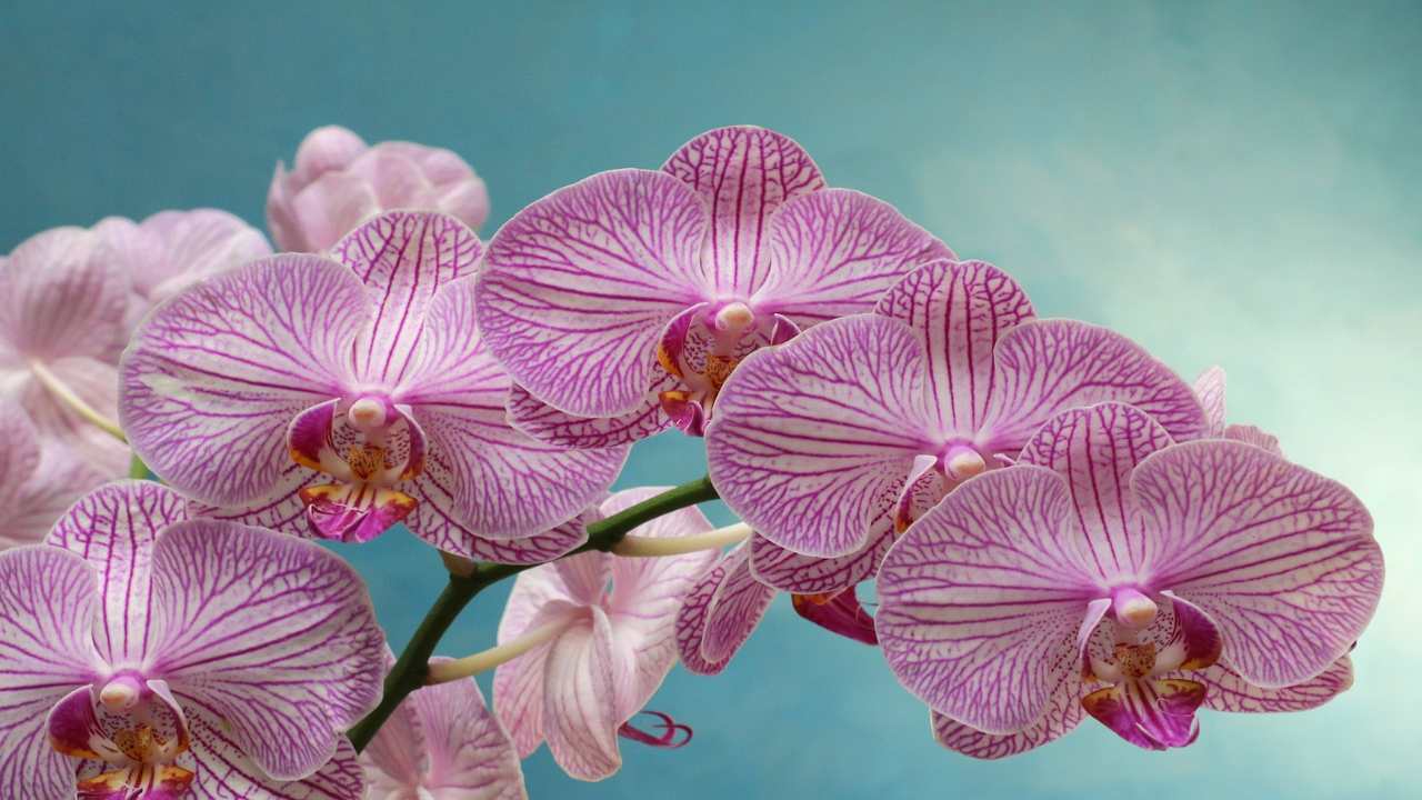 la coltivazione più amata dagli italiani: l'orchidea