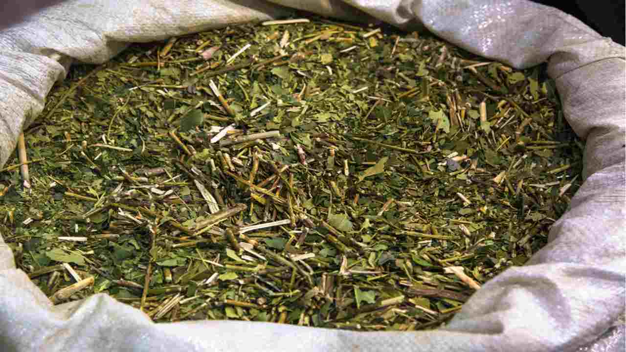 Yerba matè erba