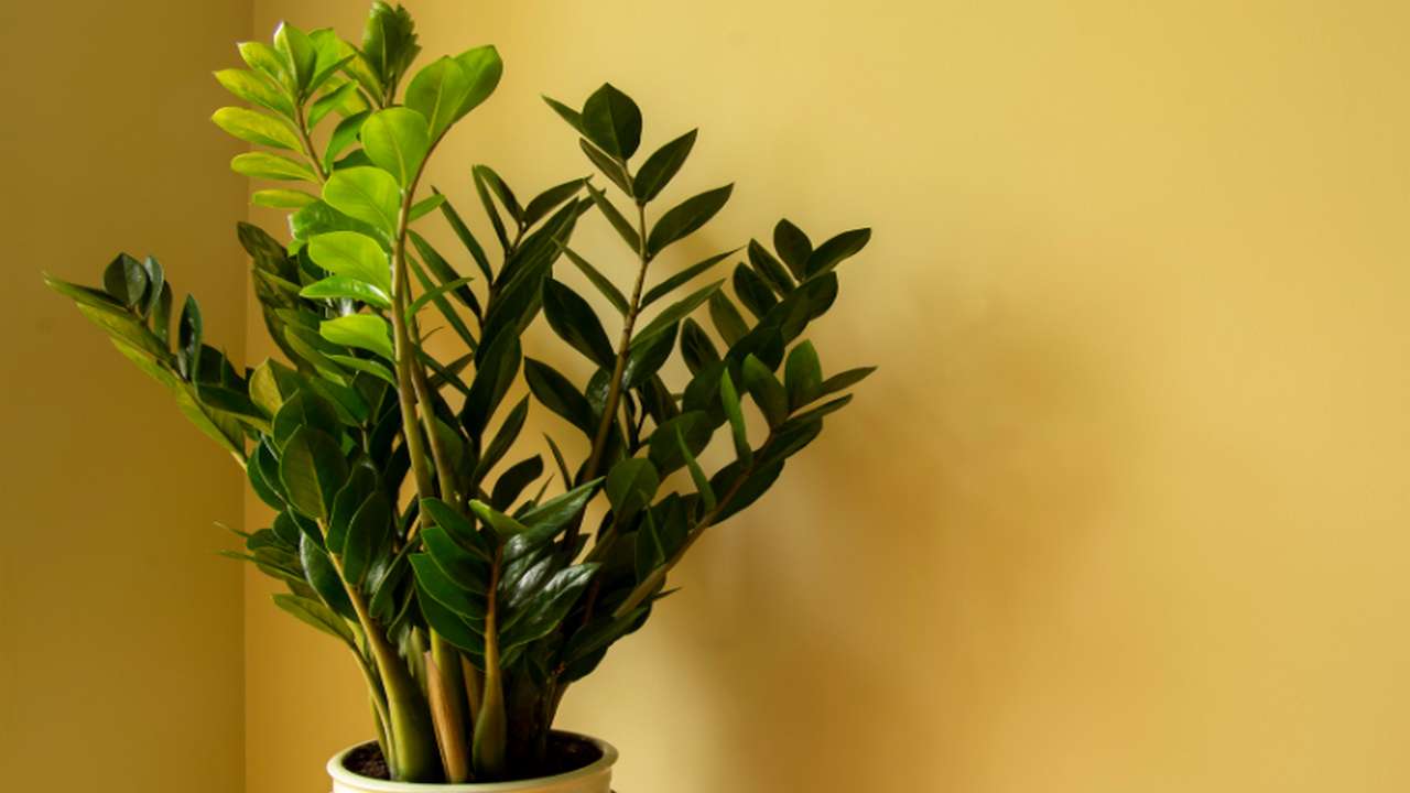 pianta coltivazione Zamioculcas