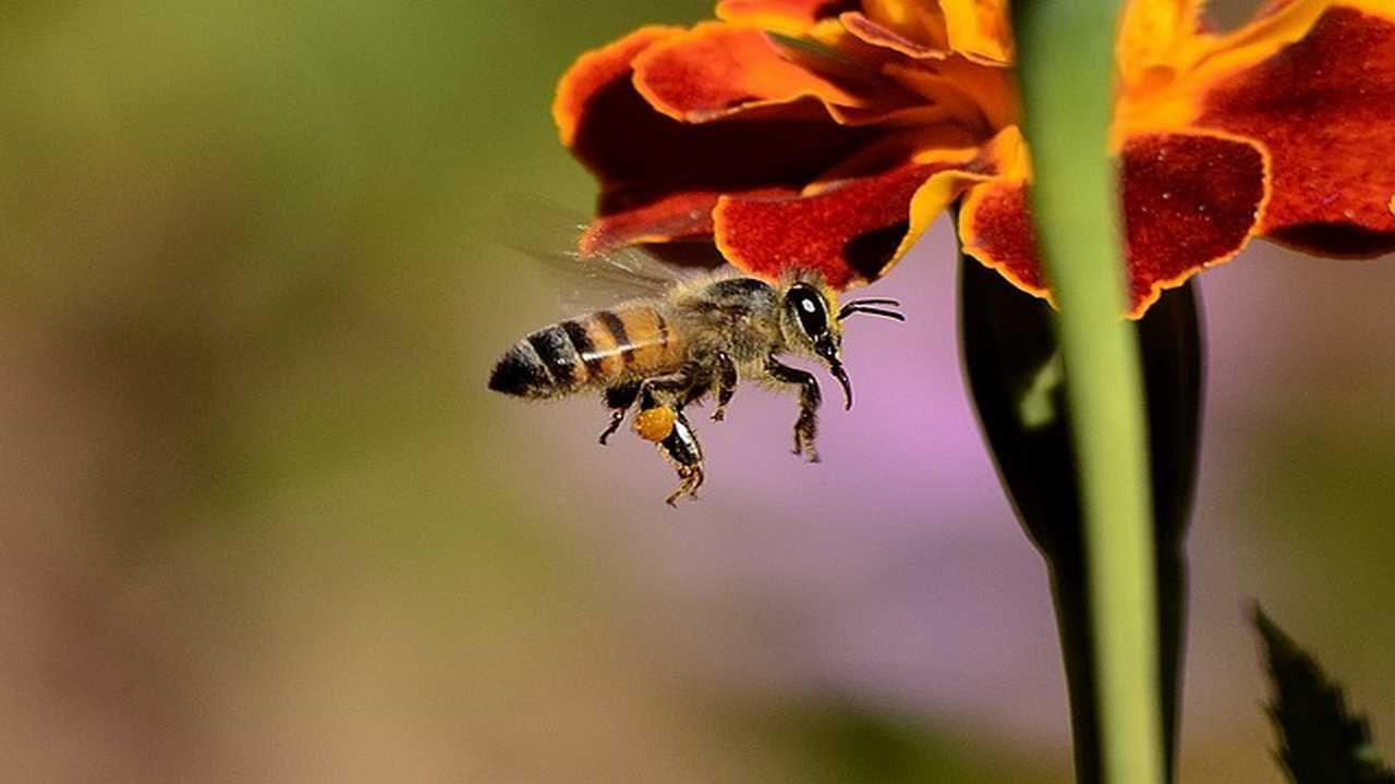 ape fiori puntura conseguenze allarme