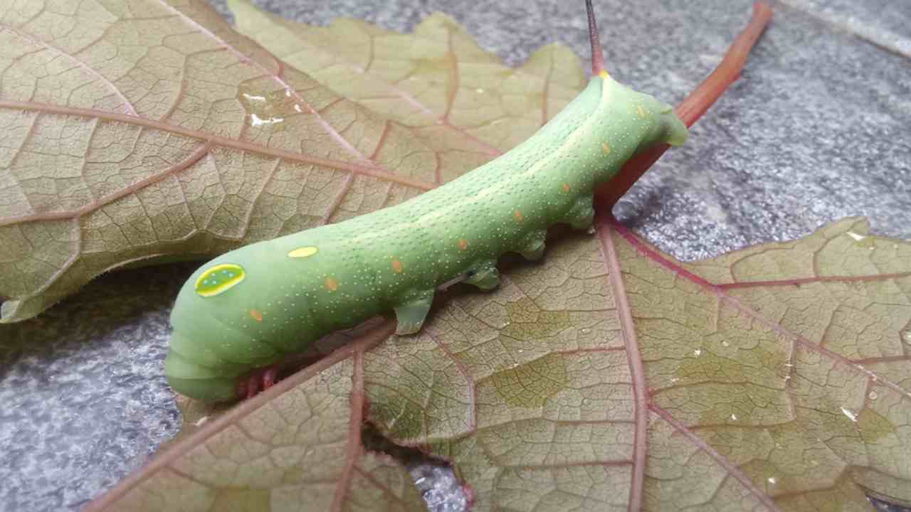 problema bruchi verdi foglie