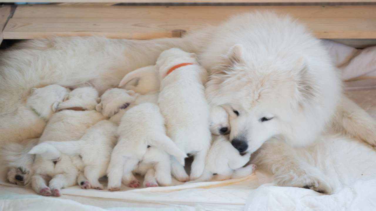 cuccioli allattamento notizia mamma