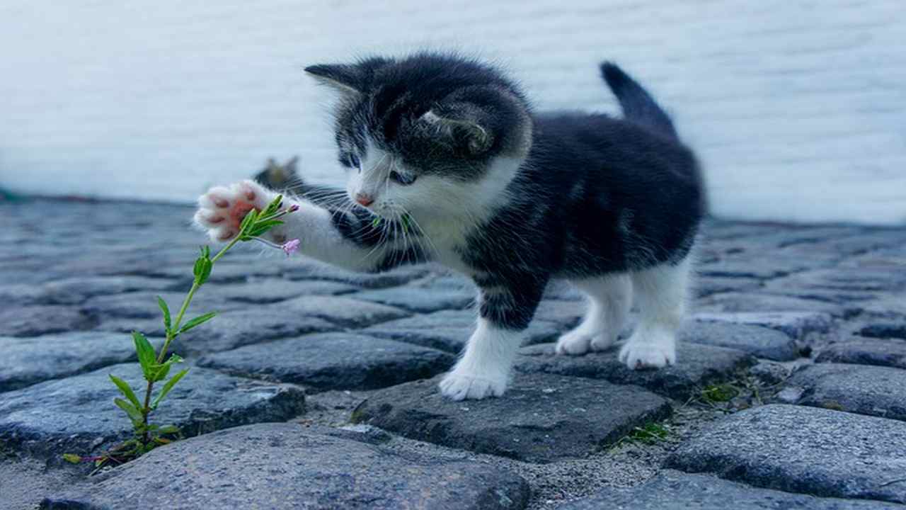 gatto fusa motivazione segreti