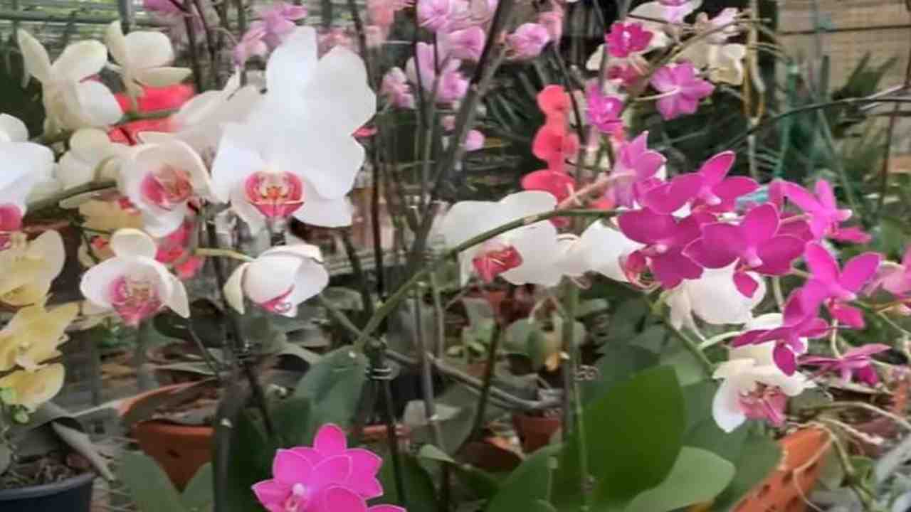 orchidee consigli trucchetti fertilizzante