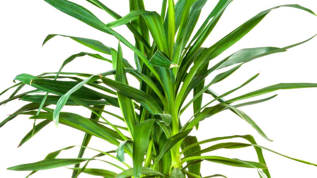 Yucca pianta benefici