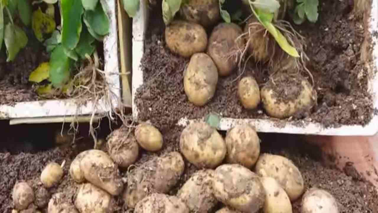 Avrai un orto pieno di patate