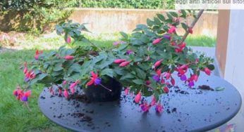 Fuchsia, il fiore misterioso (ma bellissimo) che stranamente non conosce nessuno