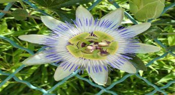 Passiflora, innumerevoli benefici che in pochi conoscono