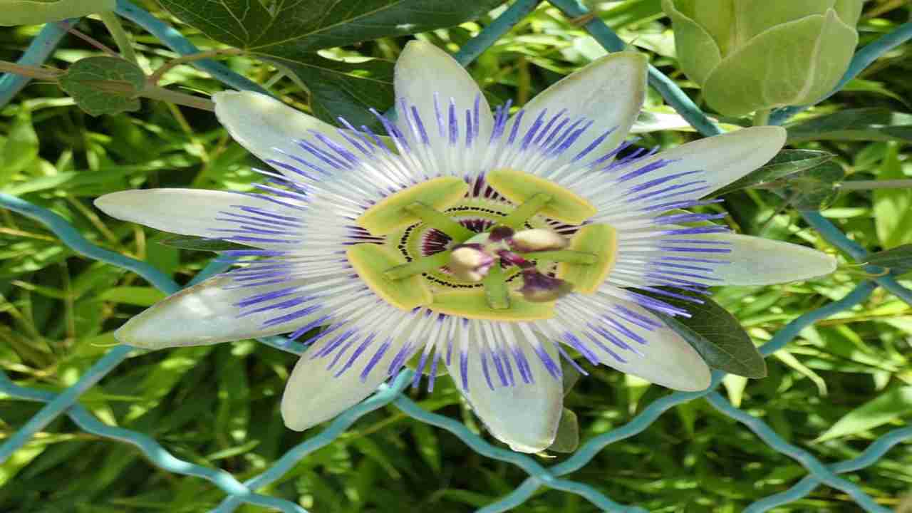 Passiflora, innumerevoli benefici che in pochi conoscono