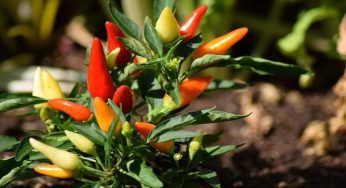 5 peperoncini più piccanti d’Italia: non riuscirai a mangiarli