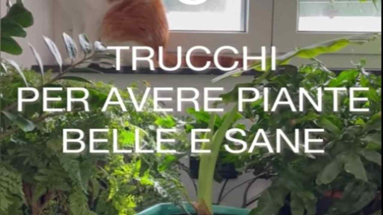 Piante belle e sane, i trucchi