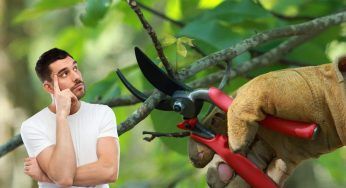 Piante da potare a settembre, la lista completa