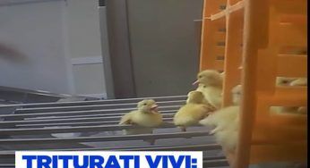 Pulcini maschi trivellati vivi, il decreto che ne vieta la pratica NON BASTA 