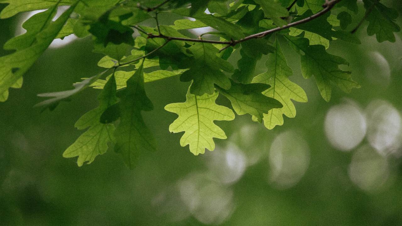 quercia albero