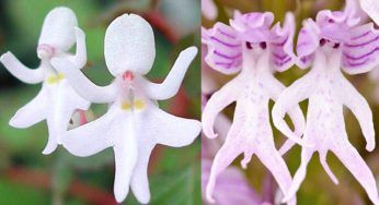 La natura cerca di confonderci e questi fiori ne sono l’esempio