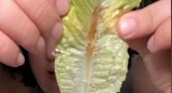 “Ho trovato strani segni sull’insalata”: poi la scoperta che mostra nel video