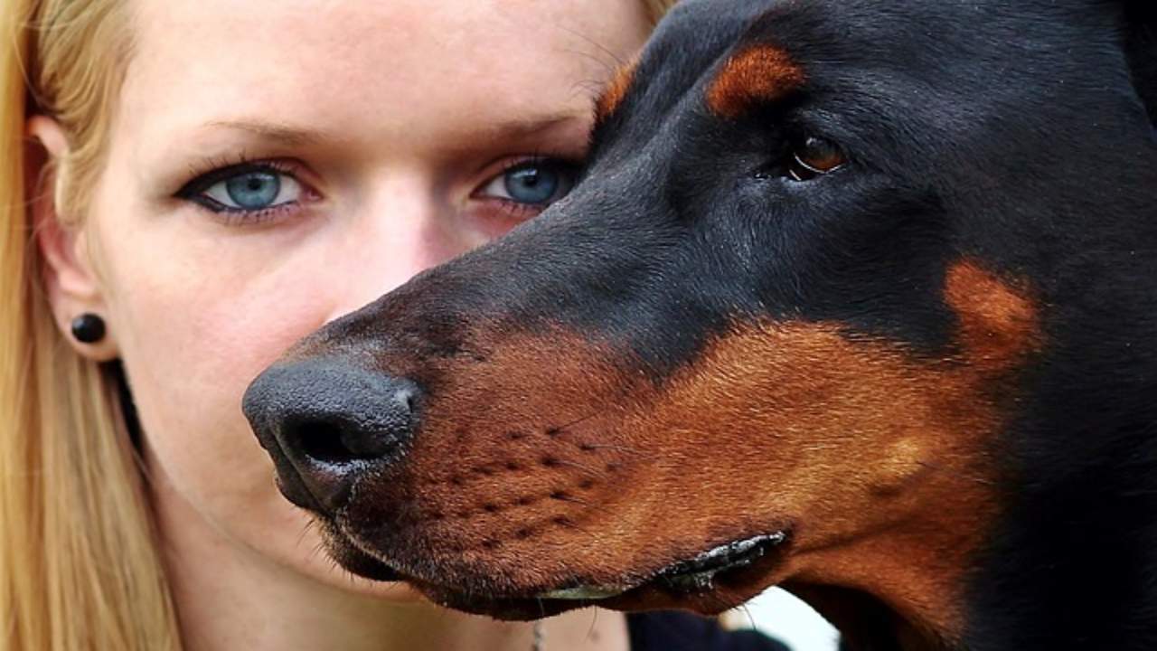 cosa hanno in comune il dobermann e l'uomo