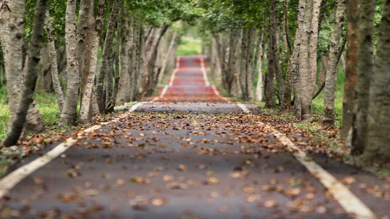 alberazione: il controllo sullo stato di salute degli alberi