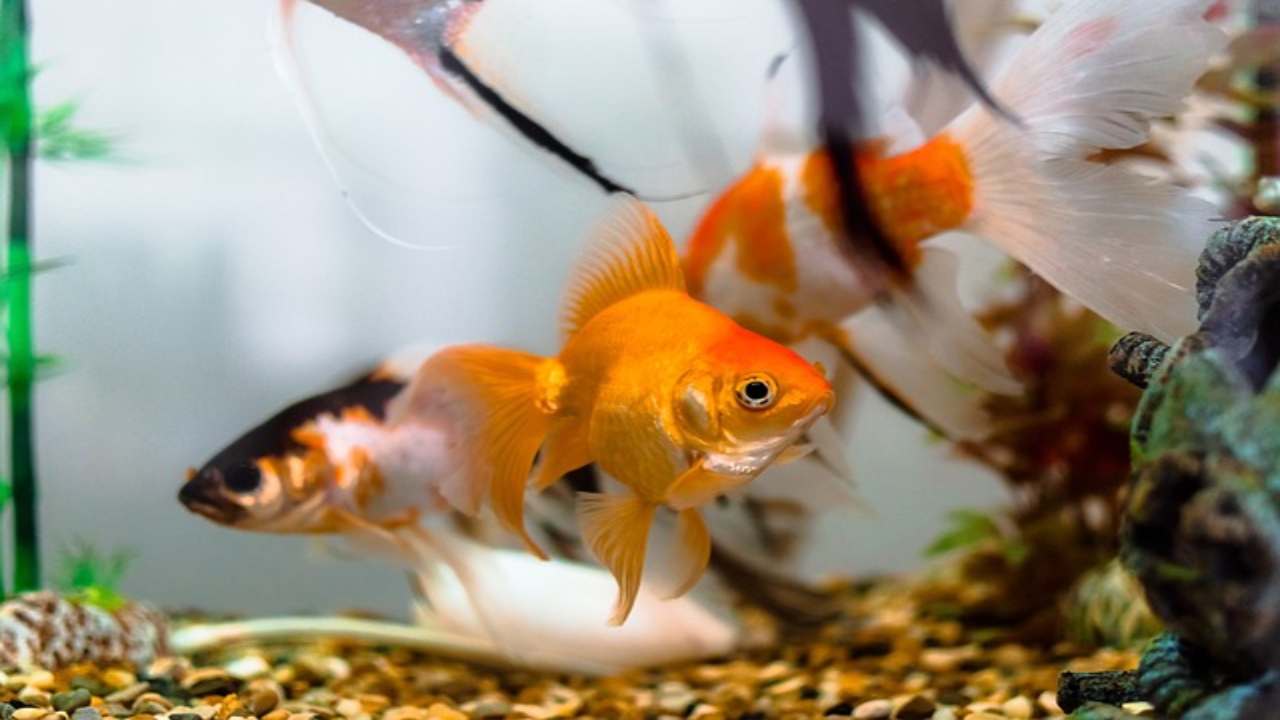 Pesce Rosso: quanto può vivere fuori dall'acqua