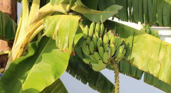 Banano da appartamento, una pianta che resiste anche a basse temperature