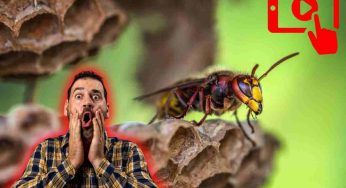 Attacco tremendo, i calabroni giganti hanno avuto la meglio: chi sono le vittime