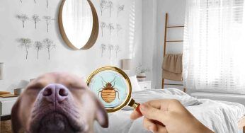 Cimici dei letti, fiuto dei cani è fondamentale: perché ne sono attratti