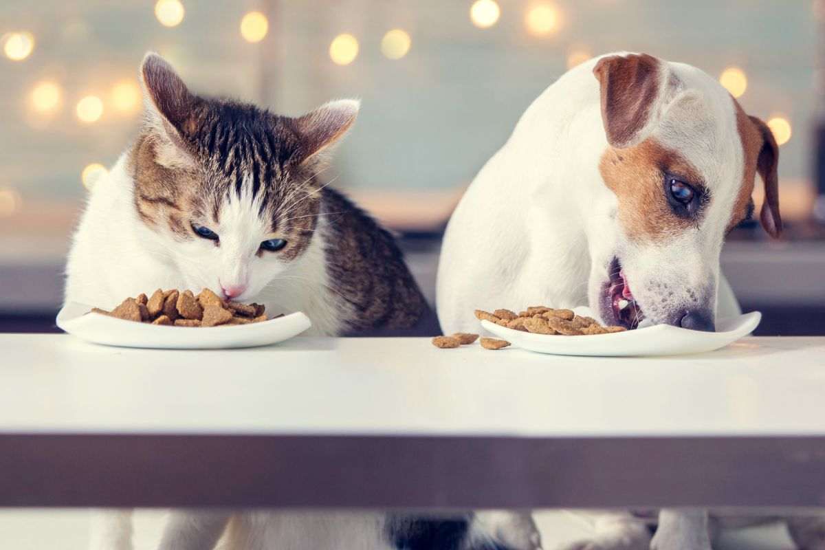 Cane e gatto a tavola