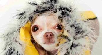 “Fa un freddo cane”, perché si dice così?