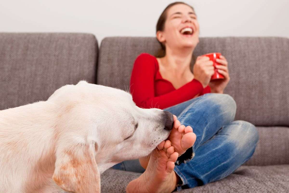 Cane lecca piedi padrona