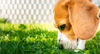 Perché il cane mangia l’erba? Il motivo ti lascerà a bocca aperta
