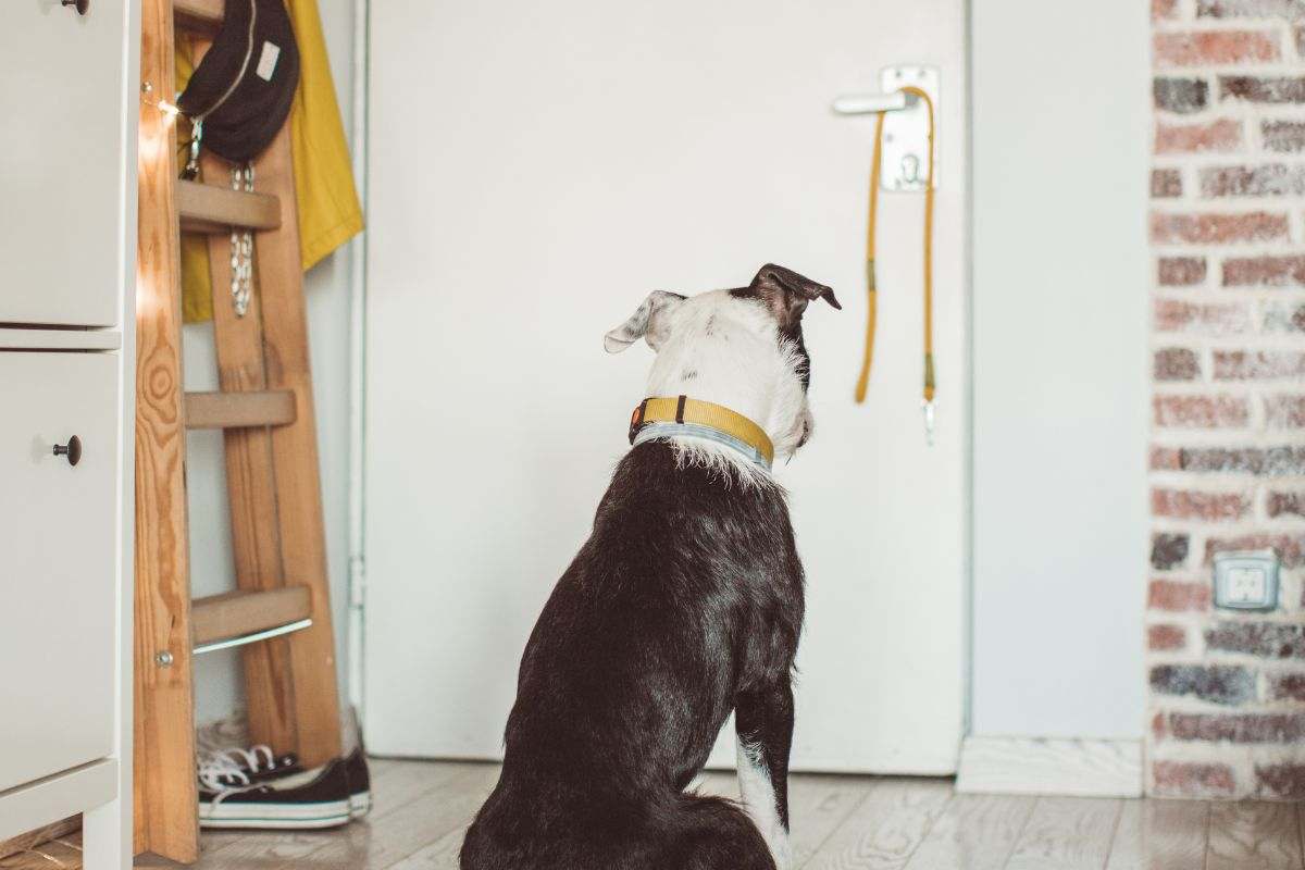 Cane seduto di fronte alla porta