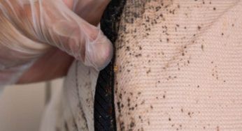 Cimici e il loro odore nauseante: puoi dimenticartene così