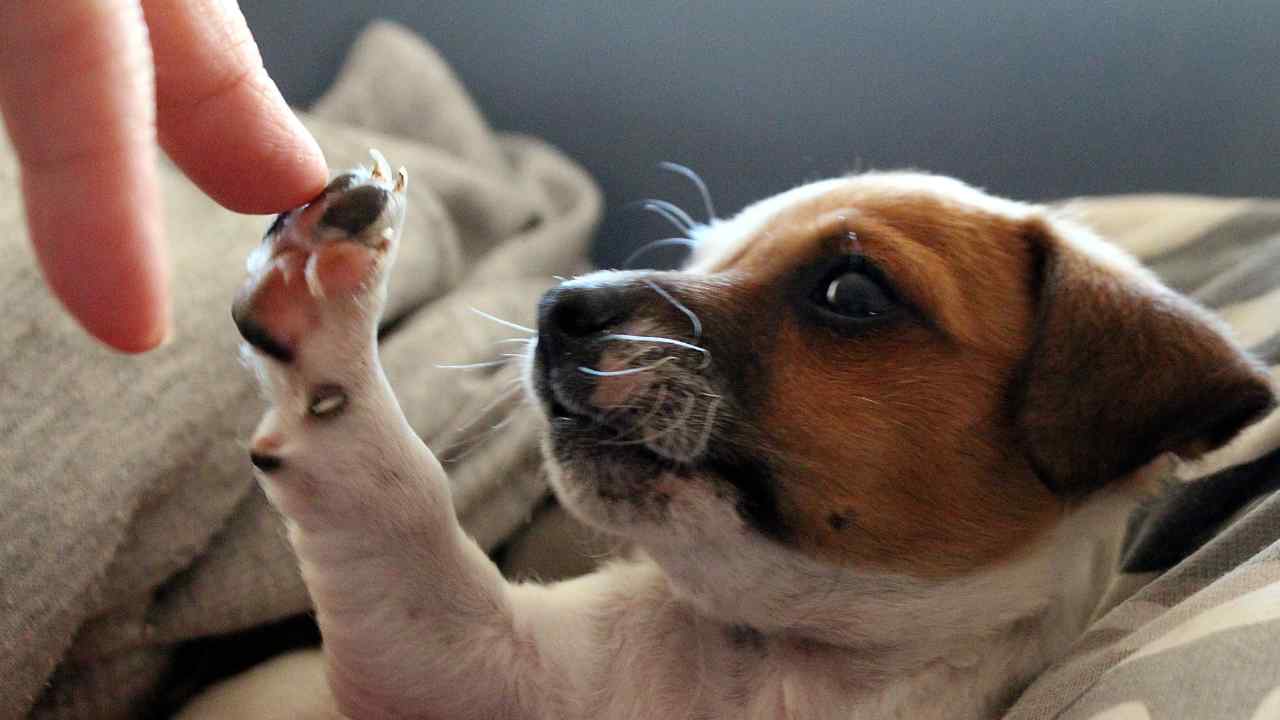 Legame tra persone ed animali e storie speciali, bambino porta cane a scuola