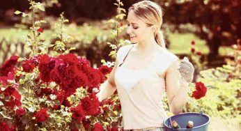 Rose in giardino, il segreto per fiori grandi e rigogliosi: te li invidieranno tutti