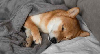 Cosa sogna il tuo cane ogni notte? La risposta è incredibile (e coinvolge anche te)